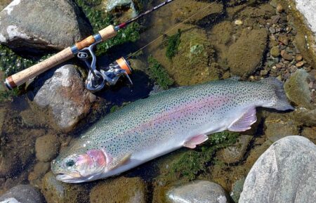 ラインブレイク多発 ～岡崎トラウトポンド～